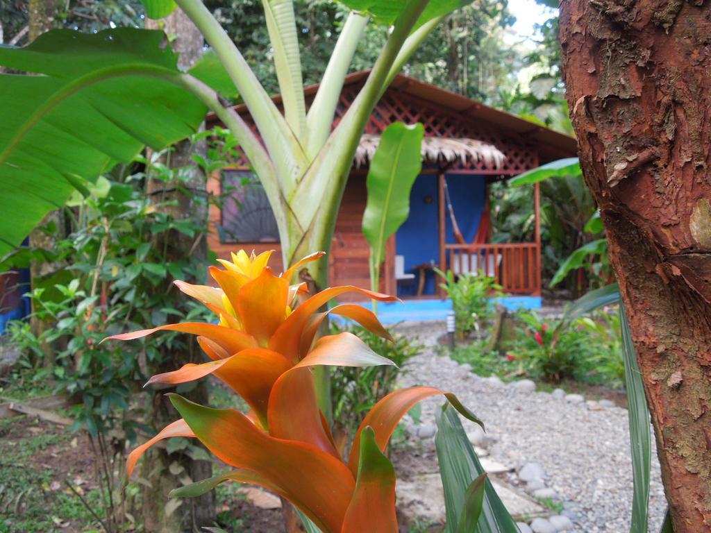 Casitas Las Flores Puerto Viejo de Talamanca ภายนอก รูปภาพ