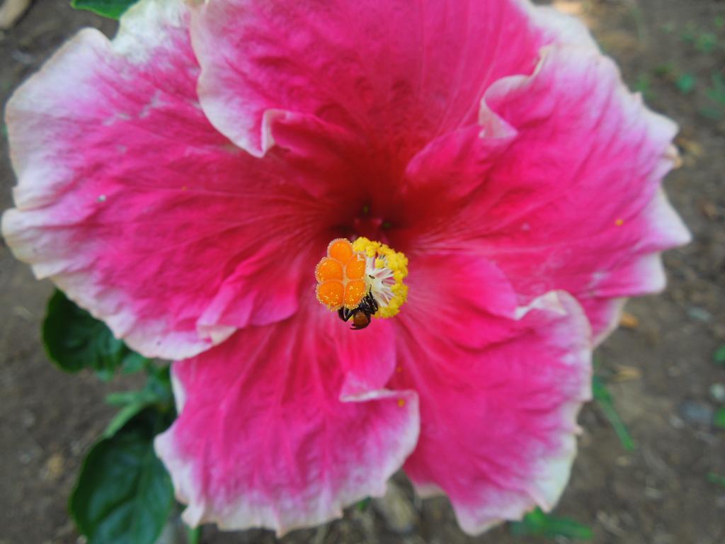 Casitas Las Flores Puerto Viejo de Talamanca ภายนอก รูปภาพ